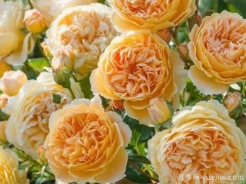 大花香水月季的养护方法，分享10种花香飘满屋