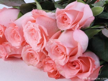 戴安娜玫瑰的花语是什么？有图片的更好？