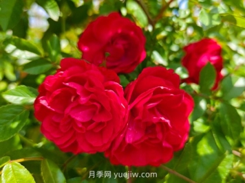 月季红木香爆花机器，花艳丽花量大花期长