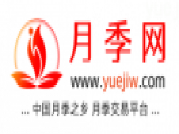 中国上海龙凤419，月季品种介绍和养护知识分享专业网站
